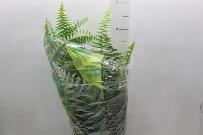 SAMAMBAIA AMERICANA C21