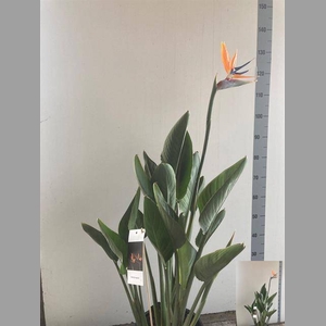 STRELITZIA REGIN BL