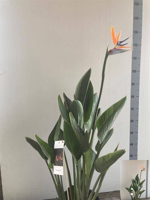 <h4>STRELITZIA REGIN BL</h4>