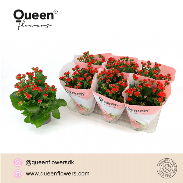 <h4>Kalanchoe Noelle Rood P14 Queen</h4>