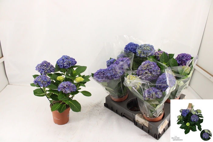 arr8 Hydr M Blauw