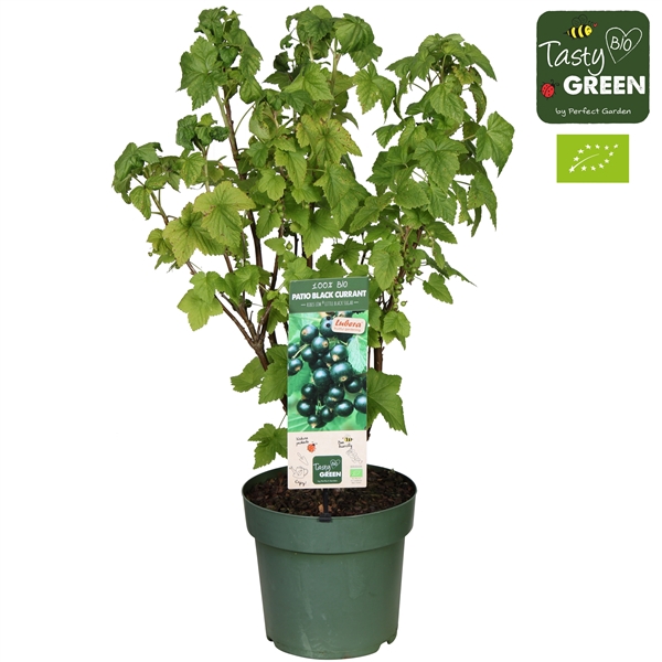 <h4>Ribes Low.® 'Little Black Sugar'® Patio Bio P23</h4>