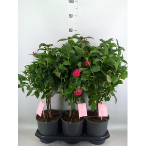 Pentas lanceolata 'Graffiti Pink'