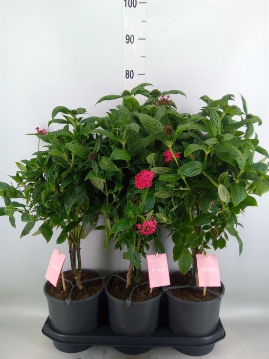 <h4>Pentas lanceolata 'Graffiti Pink'</h4>