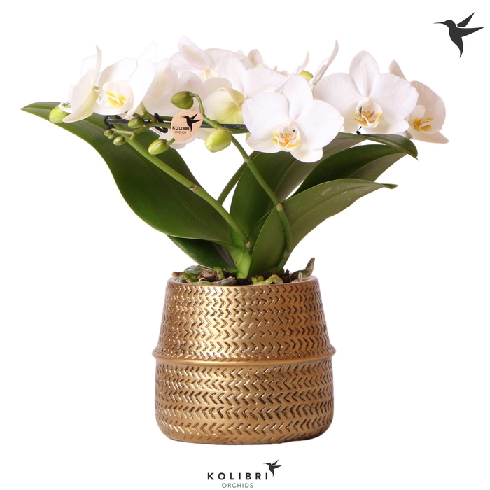 <h4>Kolibri Orchids Phalaenopsis Halo white in Groove pot gold</h4>