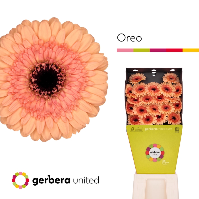 <h4>Germini Oreo Diamond</h4>