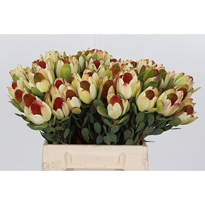 Leucadendron Pom-pom