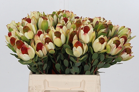 <h4>Leucadendron Pom-pom</h4>