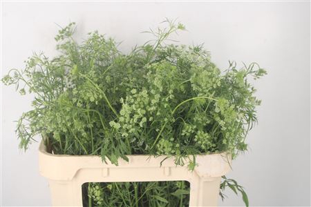 <h4>Ammi Majus</h4>