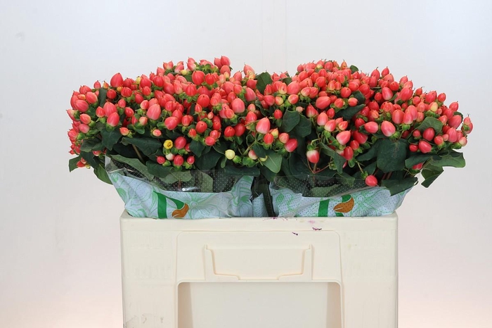 Hypericum Magical Royal Princess