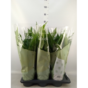 Spathiphyllum  'Bingo Cupido'