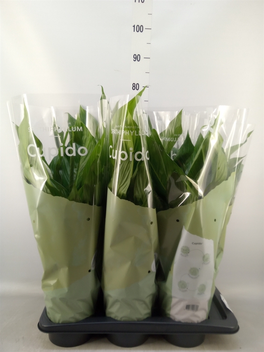 <h4>Spathiphyllum  'Bingo Cupido'</h4>