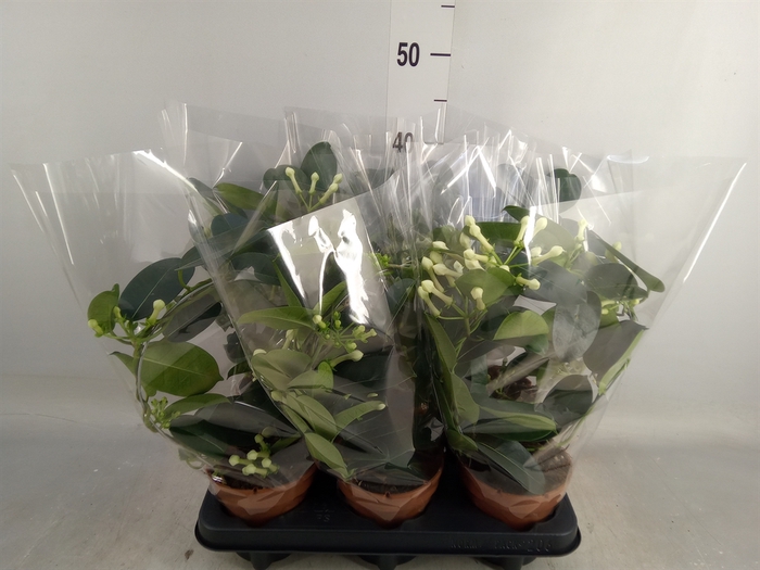 <h4>Stephanotis floribunda   ...</h4>