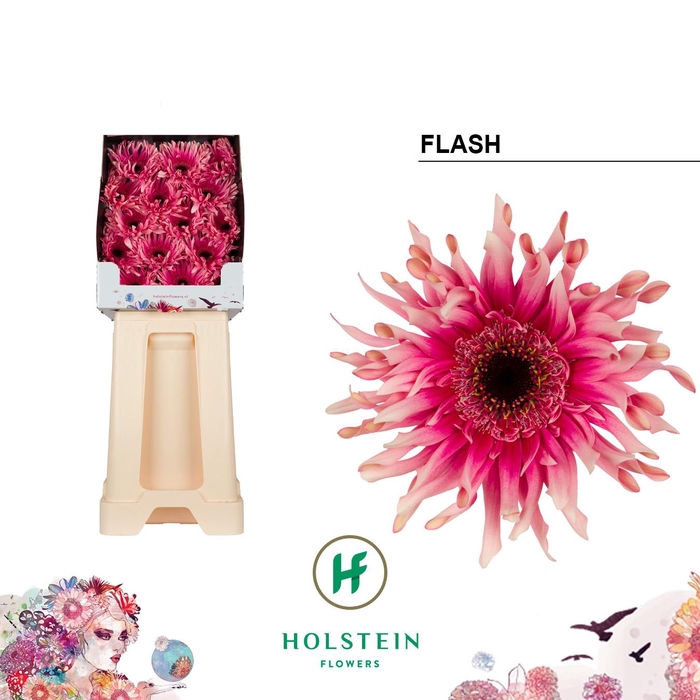 <h4>Gerbera diamond gerpasta flash</h4>