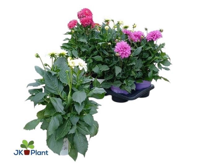 <h4>DAHL HYPNO GEM</h4>