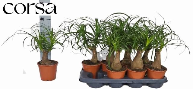 <h4>BEAUCARNEA RECUR</h4>