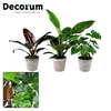 Collectie Soft Illusion - Philodendron mix in mand Jelle (Decorum)