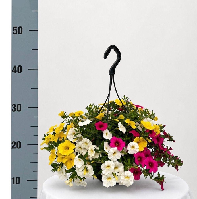 <h4>.Hanging baskets calibrachoa mix</h4>