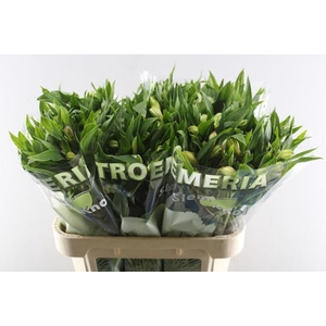 Alstr White Swan (wit)