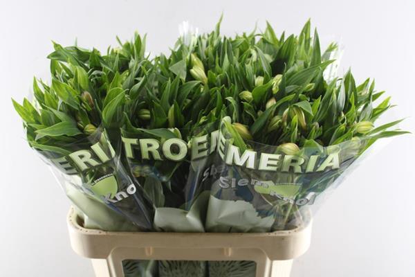 <h4>Alstr White Swan (wit)</h4>