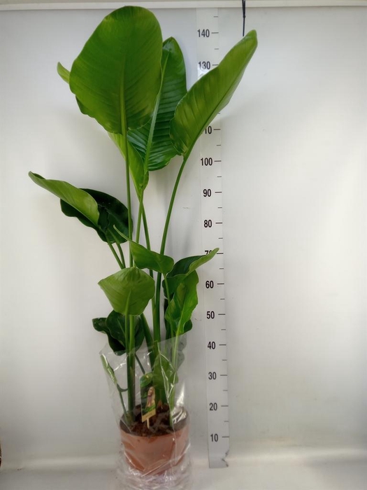 <h4>Strelitzia nicolai</h4>