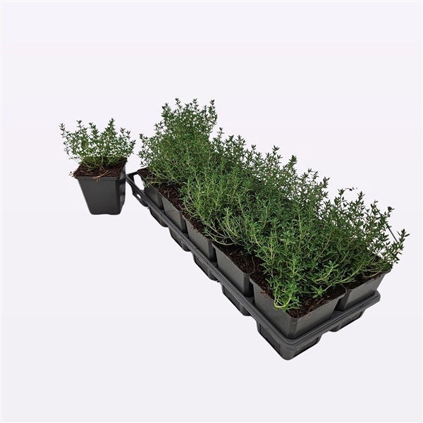 <h4>Thymus Vulgaris 'Compactus'</h4>