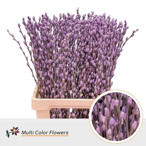 Salix caprea 'Snow Flake' .color H%