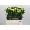 Paeonia Duchesse De Nemours