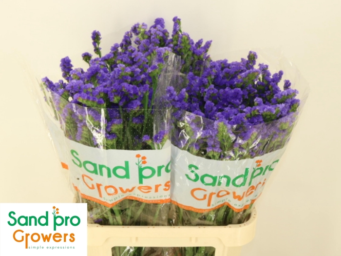 <h4>LIM S PIPPA WINGS</h4>