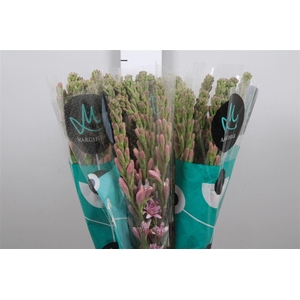 Poliant Elle Pink