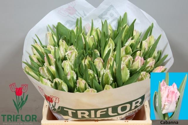 <h4>TU PA CABANNA</h4>