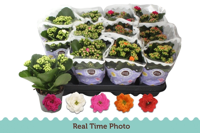 <h4>KALAN CALAN MIX P9</h4>