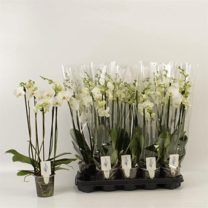 <h4>PHAL OV WIT</h4>