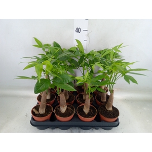 Pachira aquatica