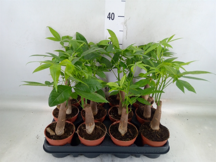 <h4>Pachira aquatica</h4>