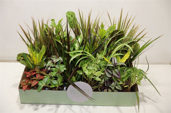 <h4>arr8 Kamerpl Gem Ov</h4>