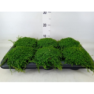 Soleirolia soleirolii   ...green