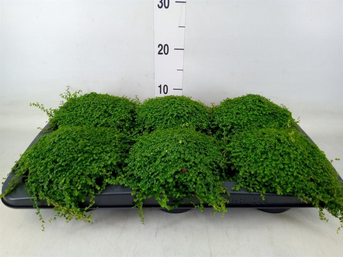 <h4>Soleirolia soleirolii   ...green</h4>