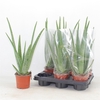 arr8 Aloe Vera