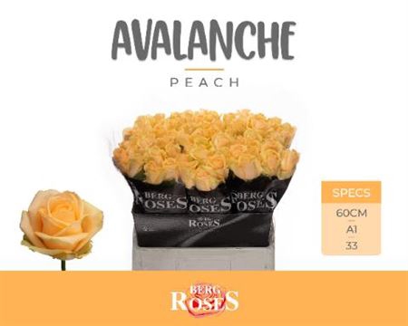 R Gr Avalanche Peach (pb) 60 Cm