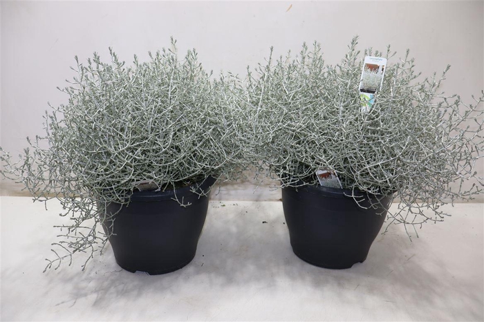 <h4>arr8 Leucoph Brownii</h4>