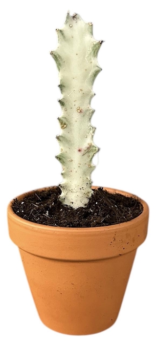 <h4>Euphorbia Lactea White Ghost</h4>