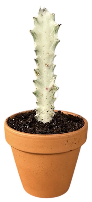 <h4>Euphorbia Lactea White Ghost</h4>