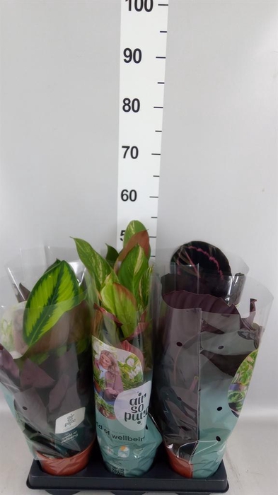 <h4>Calathea   ...mix</h4>