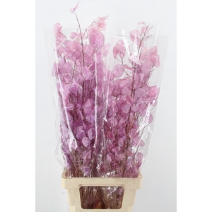 DF Lunaria Bs Shiny Lilac