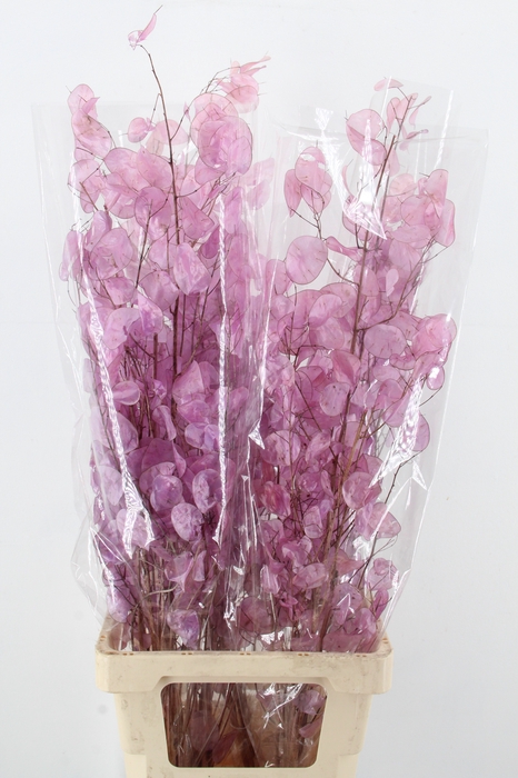 <h4>DF Lunaria Bs Shiny Lilac</h4>