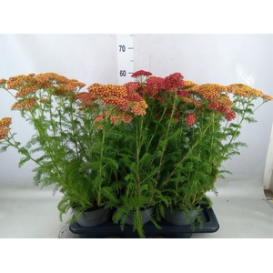Achillea millef.