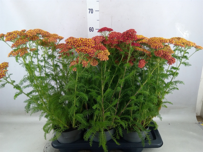 <h4>Achillea millef.</h4>