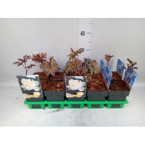 Paeonia lact. 'Shirley Temple'