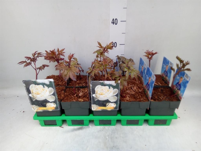 <h4>Paeonia lact. 'Shirley Temple'</h4>